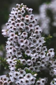 Erica lowryensis