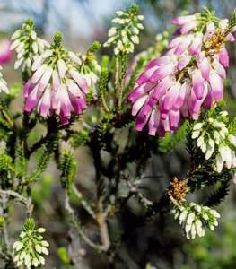 Eerica mammosa pink-white, Malmesbury