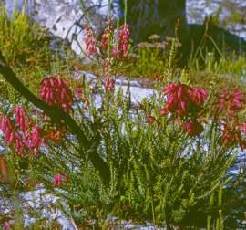 E. mammosa resprouting after fire, Kalk Bay