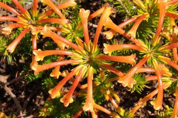 Erica quadrisulcata 