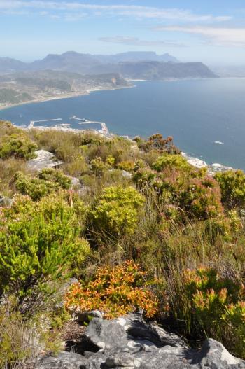 Growing in habitat - Swartkop