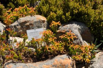 Growing in Kirstenbosch