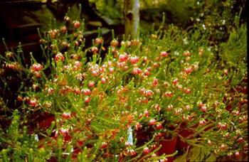 Growing in pots at Kirstenbosch