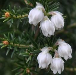 Erica triflora flowers