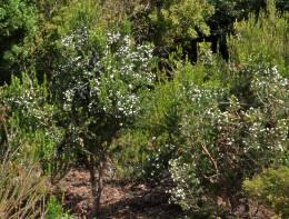 Erica triflora growing at Kirstenbosch