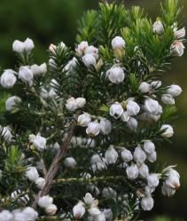 Erica triflora foliage and flowers