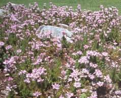 Bed of Erica ventricosa at Kirstenbosch