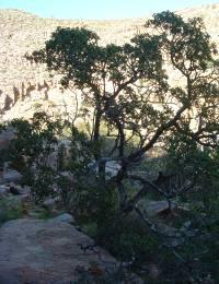 Growing in habitat, Skaaprivier, Namaqualand