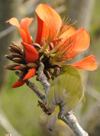 A Cape White-eye feeding on Erythrina afra flowers. (Alice Notten)