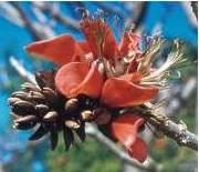 Flowers of E. afra