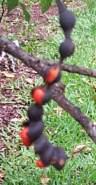 Seed and pod