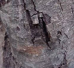 Euclea crispa bark © G. Nichols