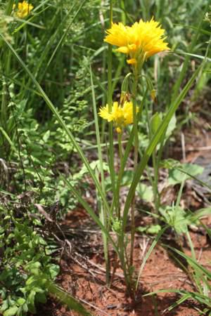 Orthochilus ensatus