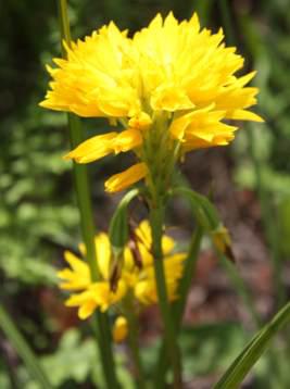 Growing Orthochilus ensatus