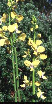 Eulophia speciosa