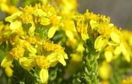 Euryops muirii flower heads