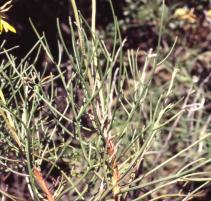 Needle-like leaves