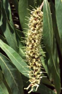 Image of leaves and flowers