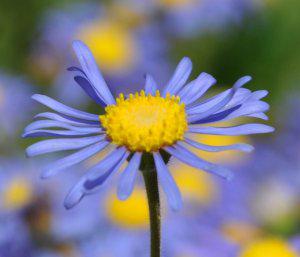 Felicia dubia | PlantZAfrica