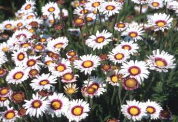 Felicia elongata