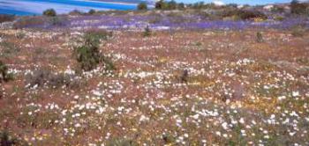 Flowers at Langebaan