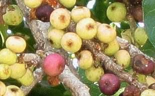 Fruits