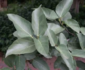 Foliage of Ficus sur