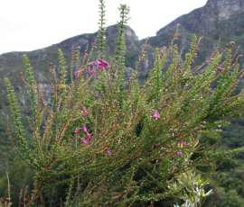 Bush in flower