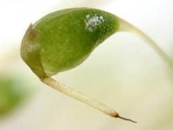 A young capsule showing the calyptra. Photo and copyright Karl-Heinz Linne von Berg