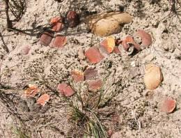 Gasteria armstrongii in habitat on coastal flats near the Gamtoos River. Note how well the plants are camouflaged.