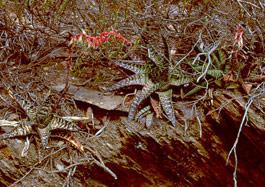 Gasteria carinata growing in its natural habitat (Near Bredasdorp, W. Cape).