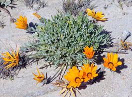 Gazania splendidissima subshrub