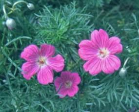 Geranium incanum