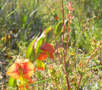 Gladiolus alatus 