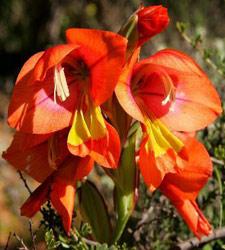 Gladiolus alatus flowers