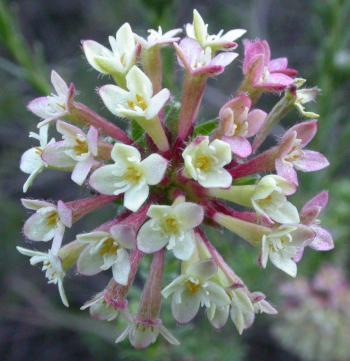 Multicoloured flowerheads