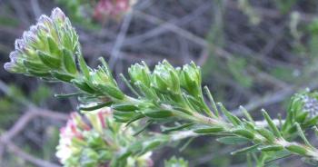 Foliage and buds