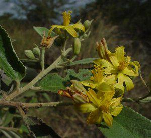 Grewia bicolor.  Image Geoff Nichols
