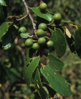 Fruits of Grewia monticola
