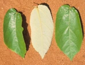 Leaves showing grey/white underside