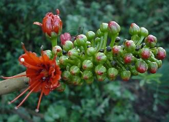 Flowers of the Family Greyiacaea