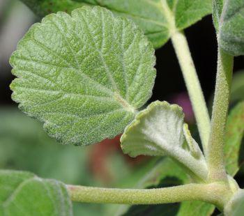 Oval to heart-shaped leaves, sparsely hairy above and deeply woolly underneath