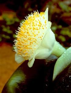 Haemanthus deformis