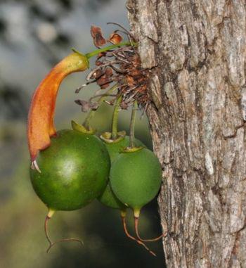 Flowers and fruits in clusters in the axils of leaves and on short shoots on the old wood, even on the main trunk