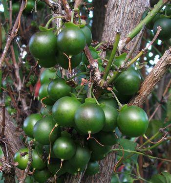 Spherical green berries that turn juicy and black when ripe