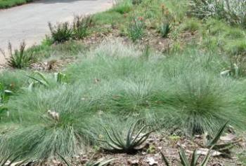 Harpochloa falx - caterpillar grass 