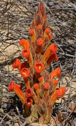 Flower spike