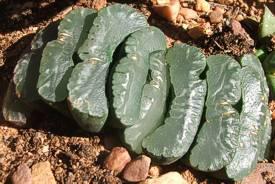 Haworthia truncata var. truncata