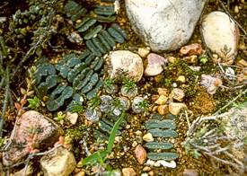 Haworthia truncata var. truncata growing in habitat