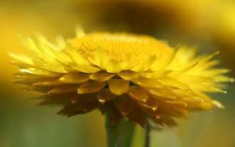 Bright yellow bracts surround the florets